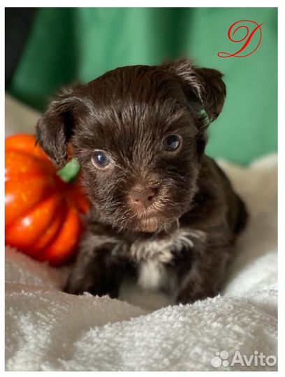 Собаки щенки