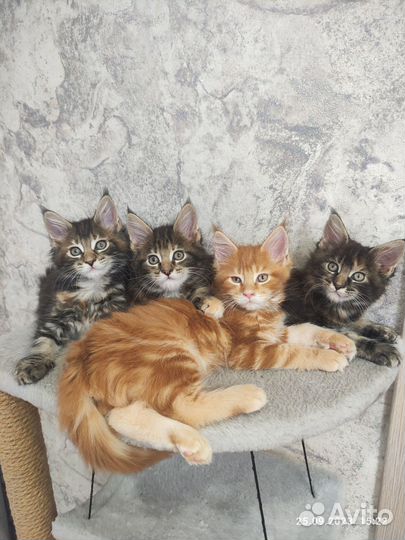Котята мейн-кун
