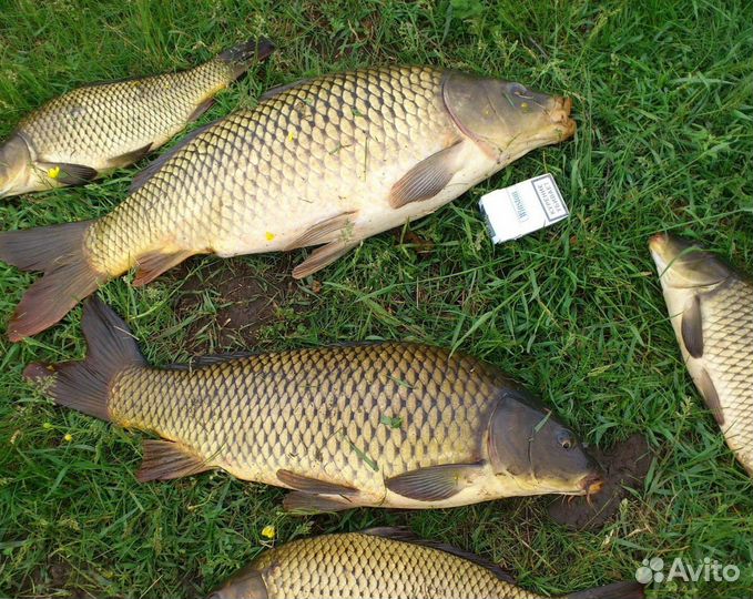 Карп свежий