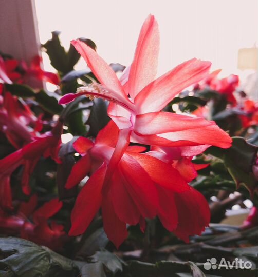 Декабрист праздничный