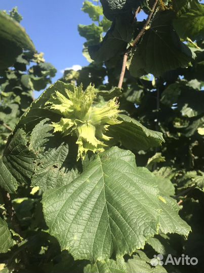 Саженцы фундука