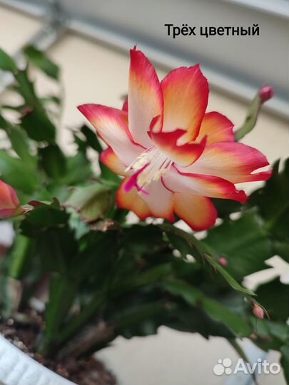 Малыши декабристы