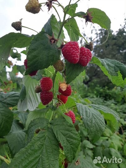 Варенье из Малины