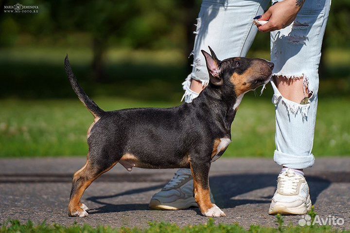 Миниатюрный бультерьер