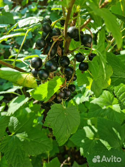 Смородина красная и чёрная