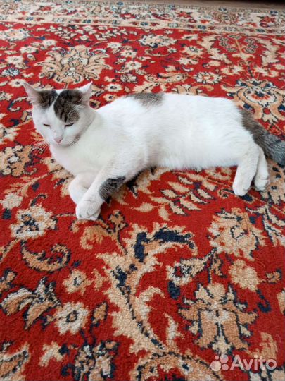 Кошка в дар бесплатно