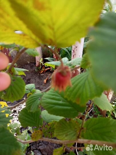 Фундук саженцы