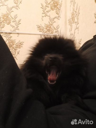 Вязка собак черный шпиц