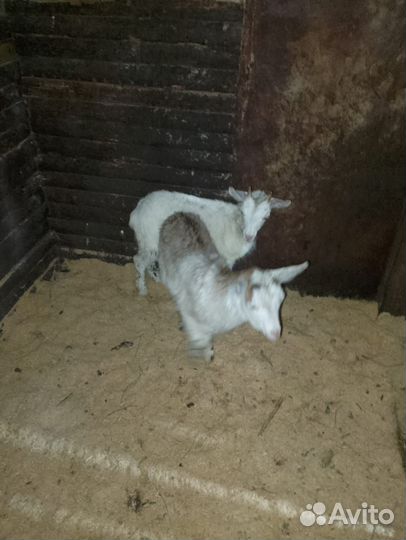 Козлята