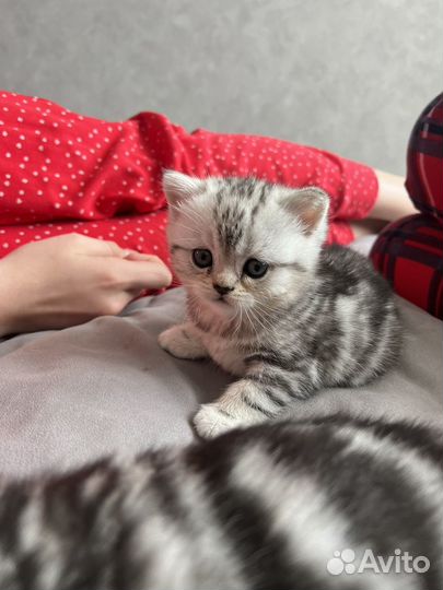 Шотландские котята