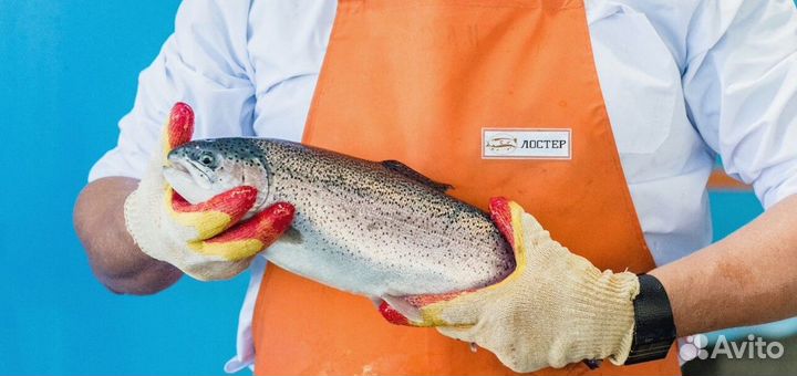 Форель охлажденная (опт)