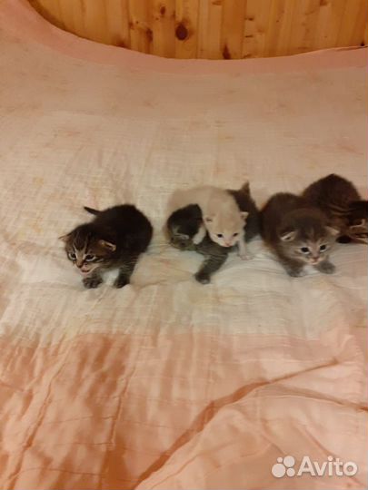 Котята в добрые руки