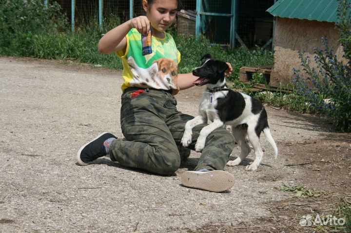 Щенок в добрые руки