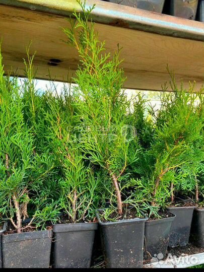 Туя западная смарагд