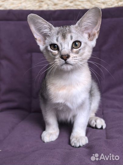 Абиссинский котенок, девочка, 3 месяца