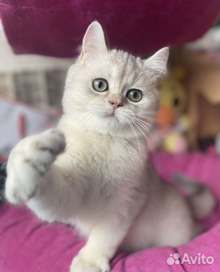 Шотландский кот