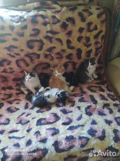Котята в добрые руки