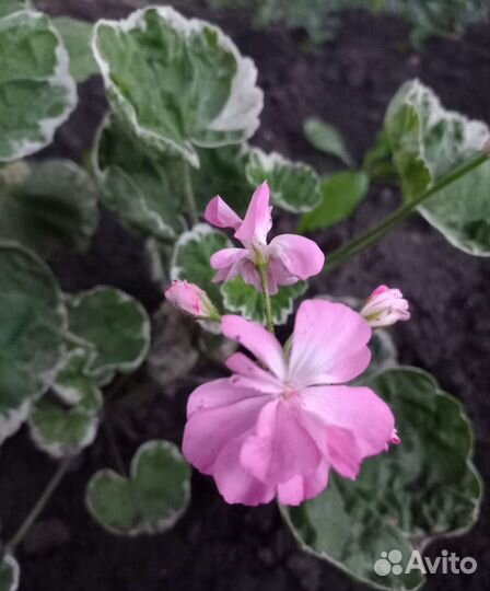 Пеларгония герань сортовая