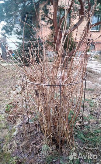 Кустодержатель для взрослой гортензии