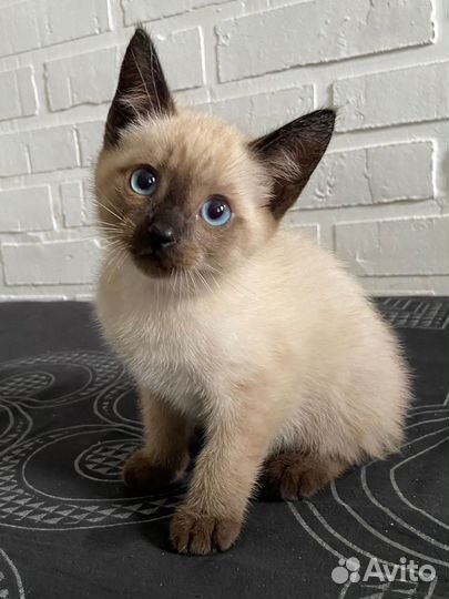 Котята ищут дом