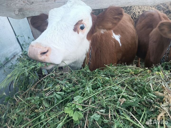 Продам телку 5 мес