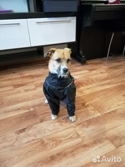 Комбинезон (дождевик) для собак средних пород