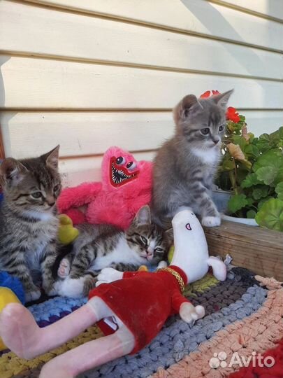 Котята от Британской кошки бесплатно