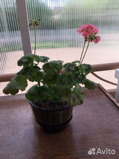 Пеларгония герань