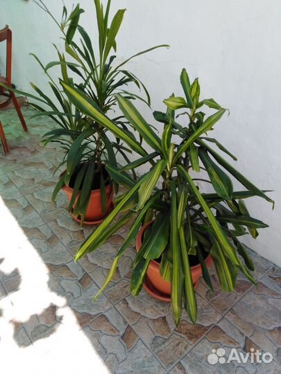 Комнатные растения цветы большие. Пальма драцена