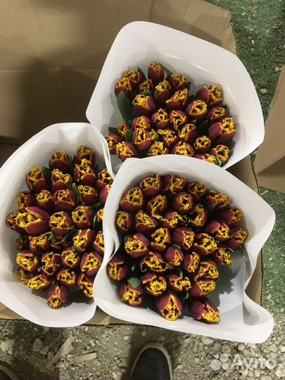 Раевские тюльпаны оптом на 2024 год