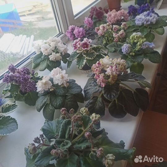 Черенки сортовых фиалок