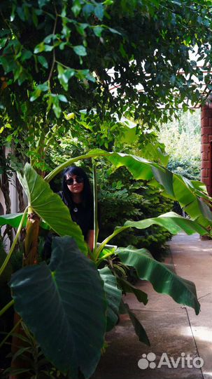 Банановая пальма