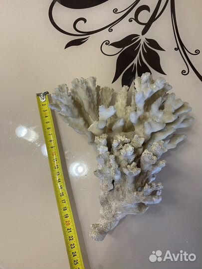 Морские ракушки раковины