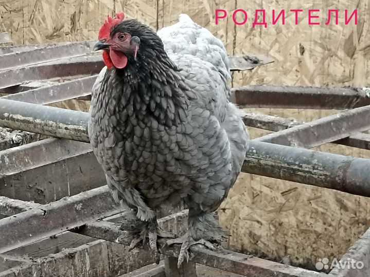 Цыплята Помесь орпингтон, брама, серебро, доминант