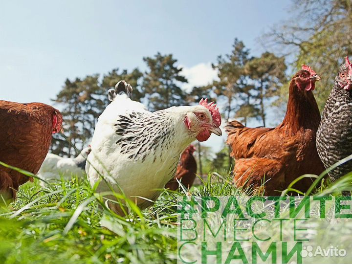 Комбикорм для кур-несушек