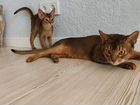 Абиссинские котята в разведение объявление продам