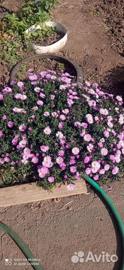 Сентябринки