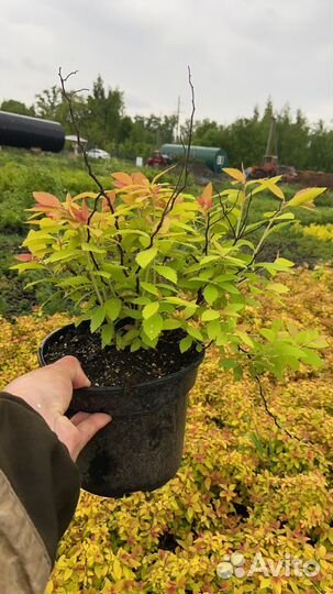 Спирея голдфлейм