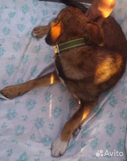 Щенки спасеныши