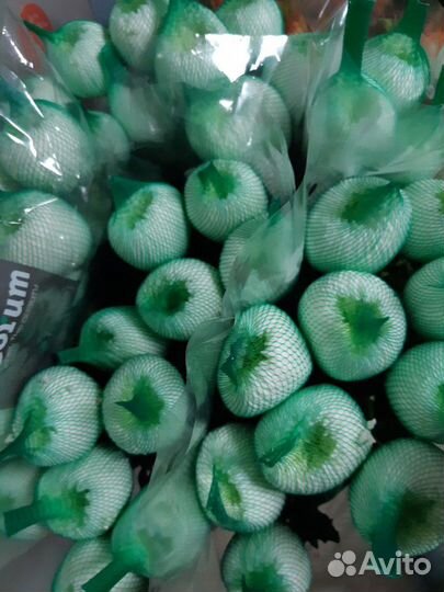 Цветы оптом Эквадор Кения Голландия