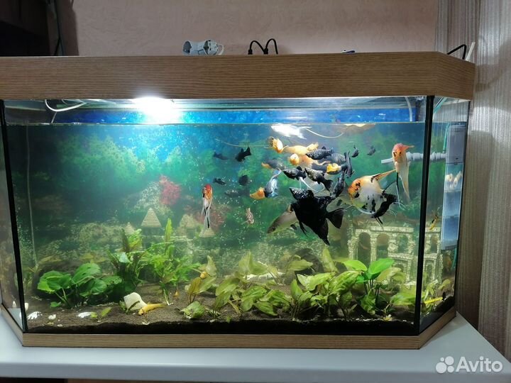 Аквариум с рыбками