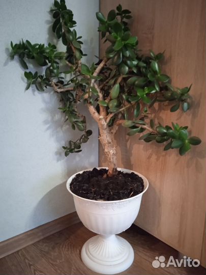 Продаю денежное дерево