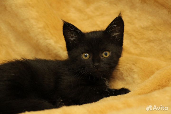 Котеночек девочка Кнопочка в добрые руки