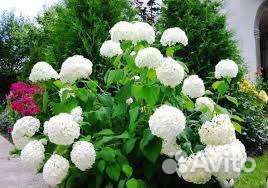 Гортензия древовидная