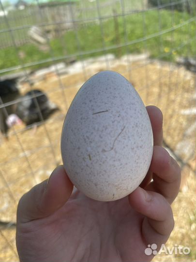 Инкубационное индюшиное яйцо