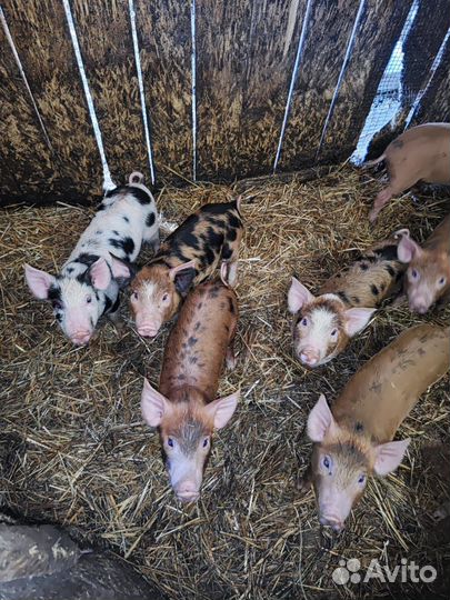 Поросята, мама дюрок-папа пьетрен