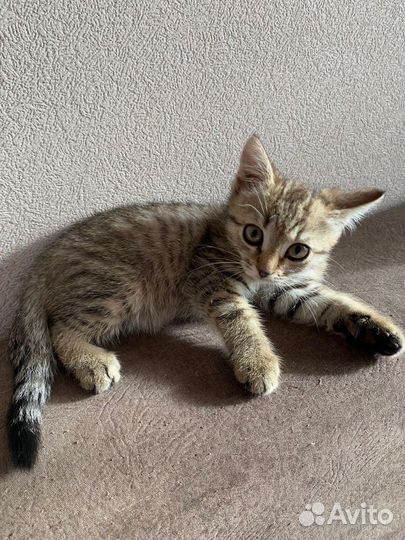 Котики ищут дом