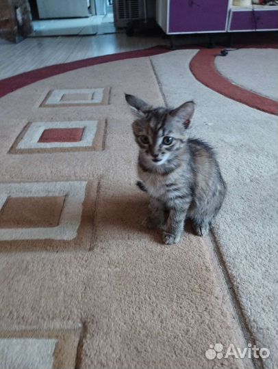 Котята в добрые руки. Доставка