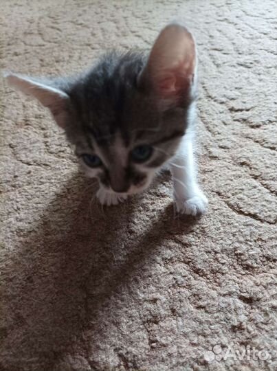 Котята канадского сфинкса