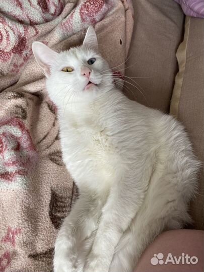 В очень добрые руки